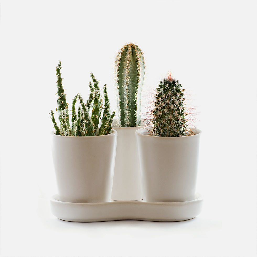 Horseman-Ship – Bodenarbeit